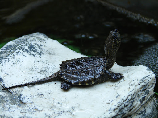 a very young common snapping turtle
