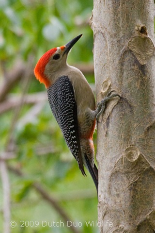[yucatan-woodpecker[3].jpg]