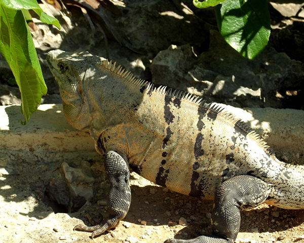[iguana12.jpg]
