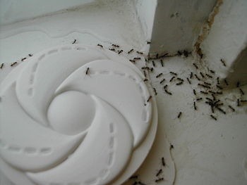 [Argentine_ants_accessing_trap[2].jpg]