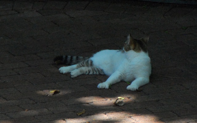 [cat1[2].jpg]