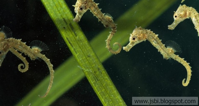[Seahorses_EN-US2462057904[2].jpg]