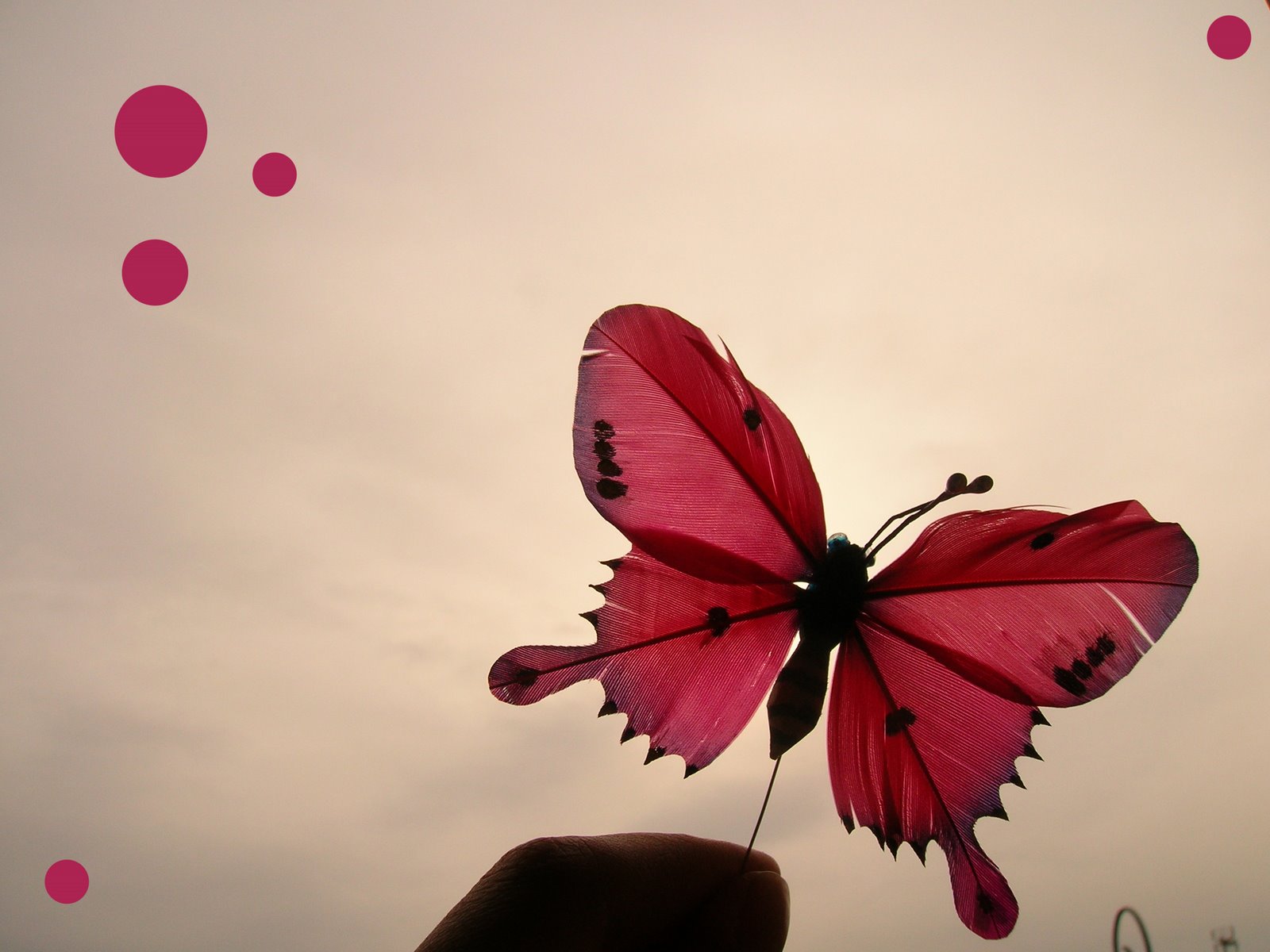 [Red_Butterfly_by_sugardealer.jpg]