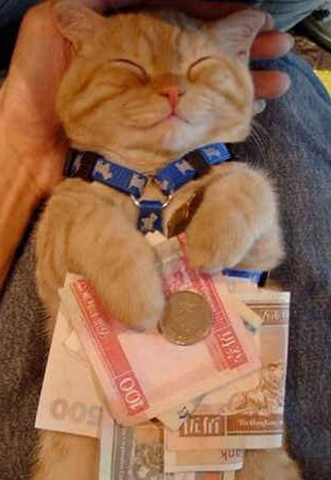[gato con dinero[7].png]