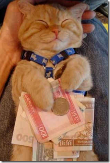 gato con dinero