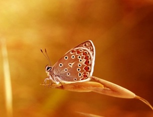 _mariposa