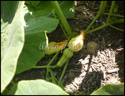 Squash Flowers