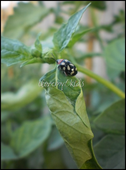 Gorgeous Ladybug