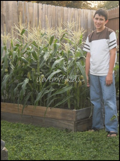 Corn Box in Raised Garden