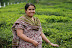 Munnar 153.jpg