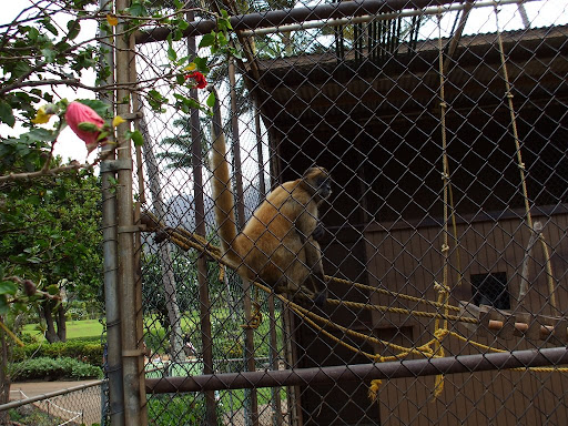 Maui Monkey