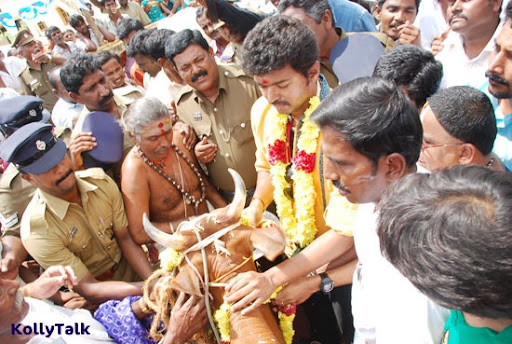 Vijay donates cow following the pooja Vijay donates cow following the pooja