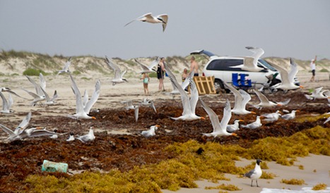 bird8 bird8