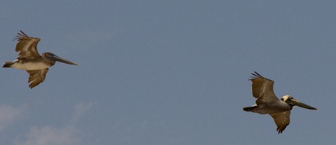 bird9 bird9