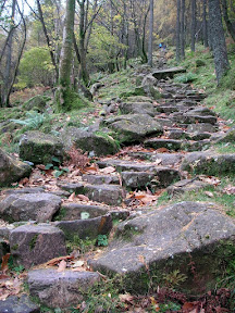 Path up through Burtness Wood