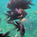 Black Damselfish