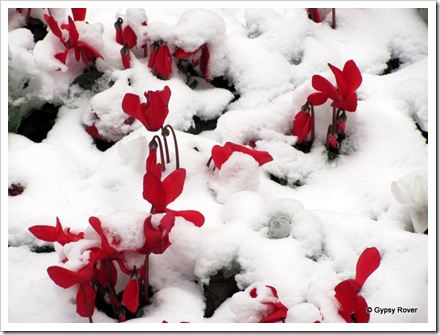 Cyclamen flowers pocking through the snow in Cologne