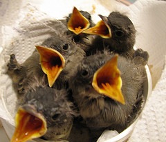 [New Baby Bird Rehabbers[3].jpg]