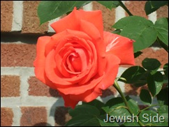 Rose against Brick wall