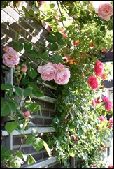 blog 1