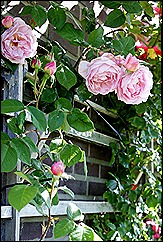 blog 4