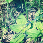 Bluet