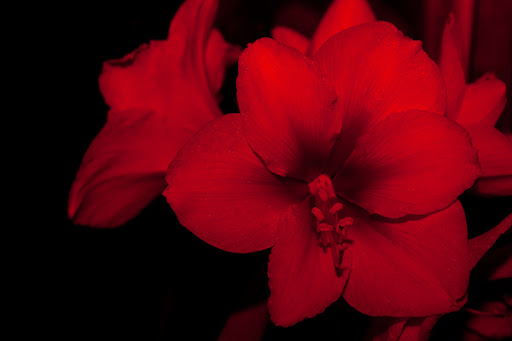 Amaryllis