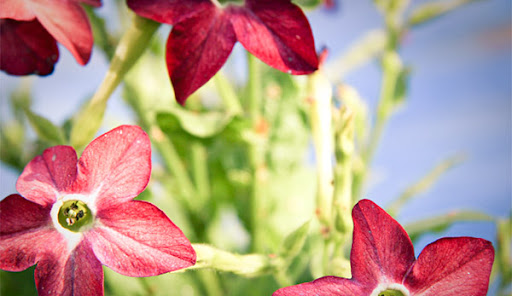Blommor
