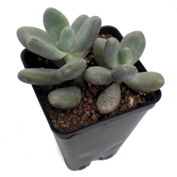 Pachyphytum 'Lavender Pebbles' Southeast Succulents