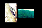 Frame do vídeo produzido para o IEF - Instituto Estadual de Florestas de Minas Gerais.