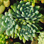 Sedeveria 'Blue Mist'