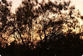 The Light Through the Trees