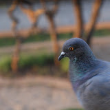 A Nice Closeup