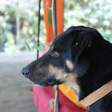 thedog.JPG