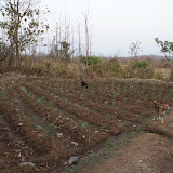 field.jpg