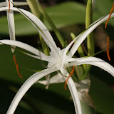 flower.jpg