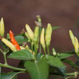 chillies.jpg
