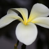 flower2.jpg