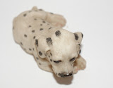 doggietop.jpg