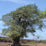 tree.jpg