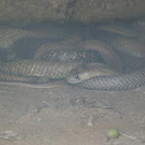 I think these were the rat snakes