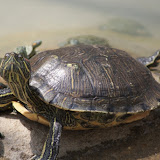Red Eared Turtle