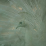 A Peafowl in full show-off mood. Could have been an albino