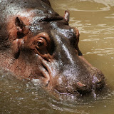 The Hippos didn't have enough water available to then. They were all huddled together to make the most of the little water
