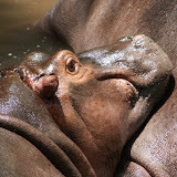 The baby hippo