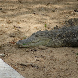 The heat was getting to this crocodile too. They werent feeling very active