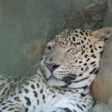 Chilling. Do not disturb.