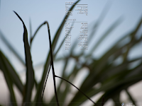 The default desktop has no wallpaper. I put this one since it looks nice. Conky is visible on the desktop and can be configured from the main menu. The bottom of the screen holds two application trays one for each desktop. You can switch between the desktops by clicking on it. The date and the network icon are the only other items visible. No desktop icons are present.