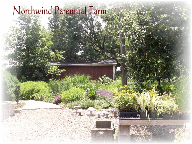[Perennial Farm 3[4].jpg]