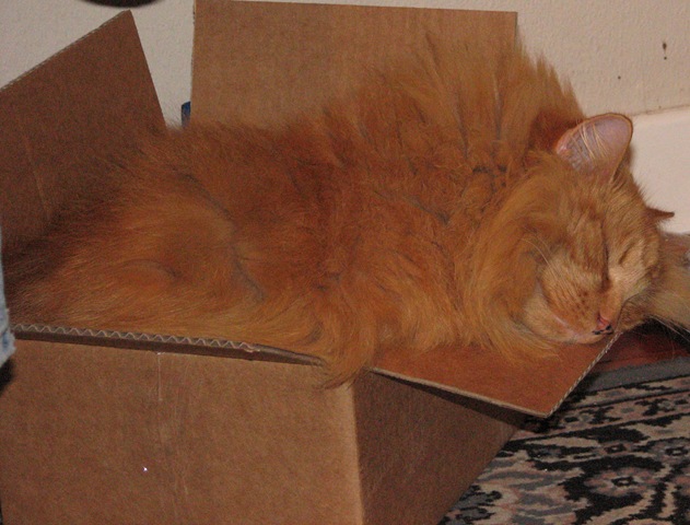 [cardboard box[4].jpg]
